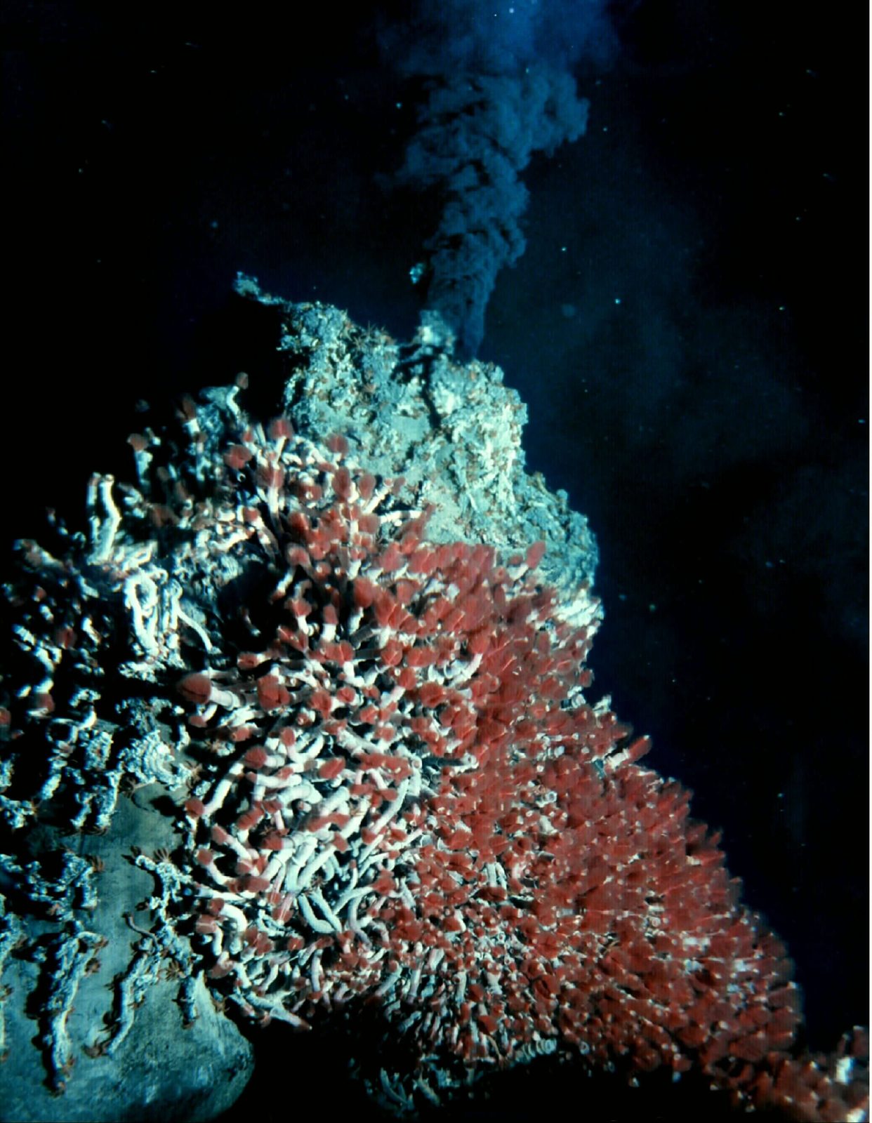 Un racimo de gusanos de tubo con penachos rojos sobresale de sus tubos blancos, pegado a la roca volcánica.